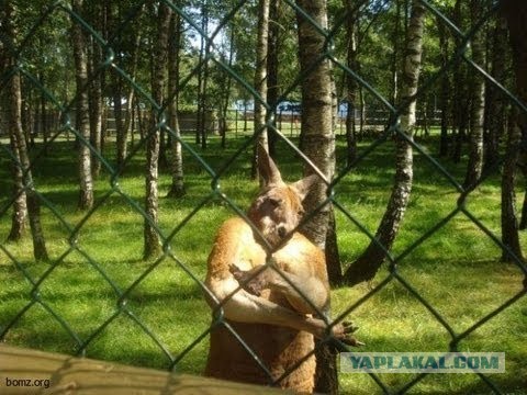 Кенгуру пытается утопить собаку
