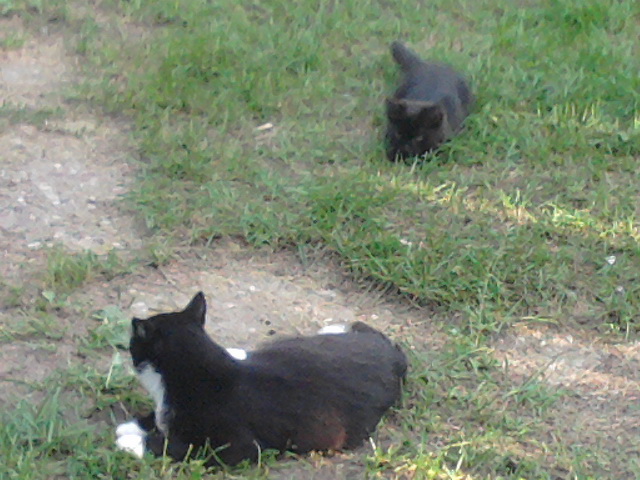 Котовторник 17.09.2013