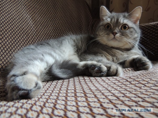 Котовторник 29.10.2013