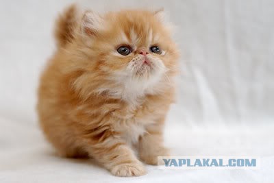 Котовторник на вторник, Котовторник