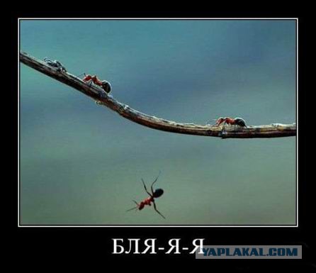 Демотиваторы.