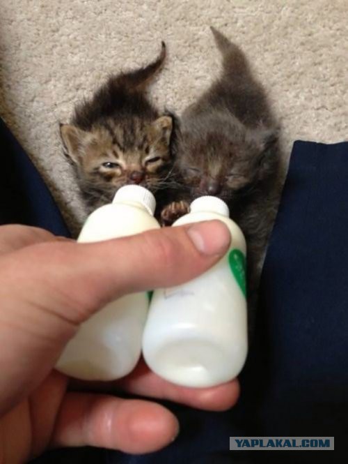 Котовторник 29.04.14.