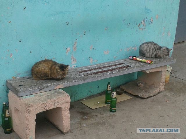 Немного смешных картинок из сети