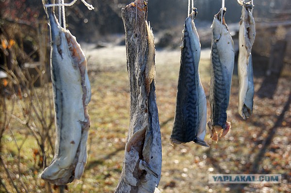 Рыба горячего копчения