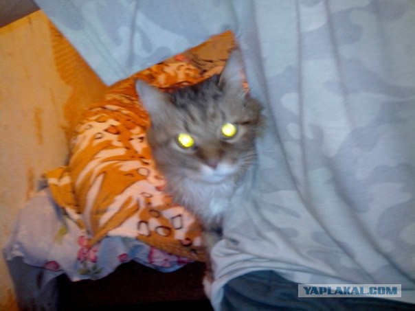 Котовторник на вторник, Котовторник