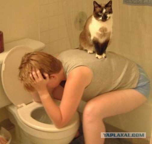 Котовоскресенье