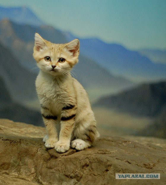 Самая маленькая дикая кошка