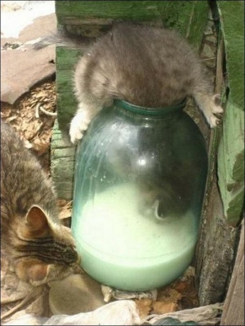 Котовторник