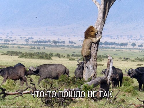 Немного картинок и демотиваторов