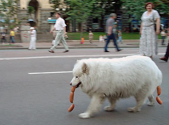 СОБАКИ и ЩЕНКИ. Все про собак!