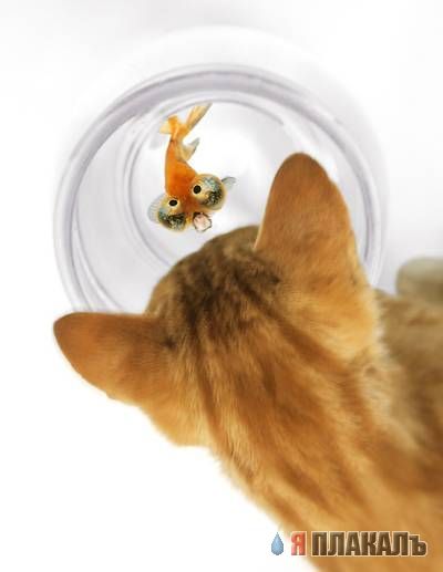 Коты, кошки, котята