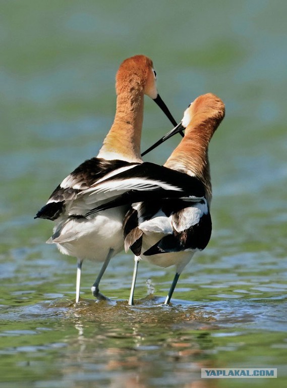 Всем нашим встречам,  увы, разлуки суждены...
