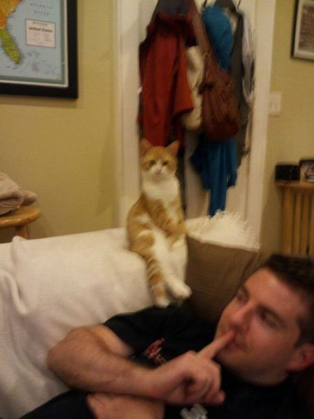 Демы к котовторнику!