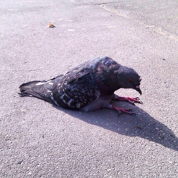 Прикольные животные