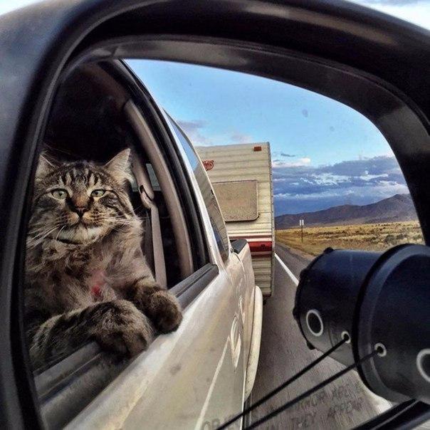 Прикольные животные