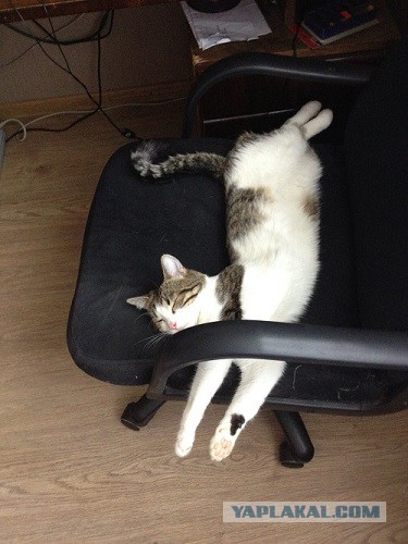 Котовторник. Алиса. Одно из лучших творений природы.