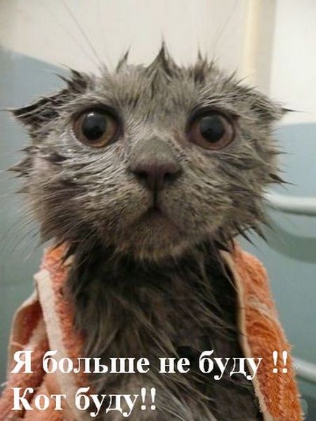 Котопрятки