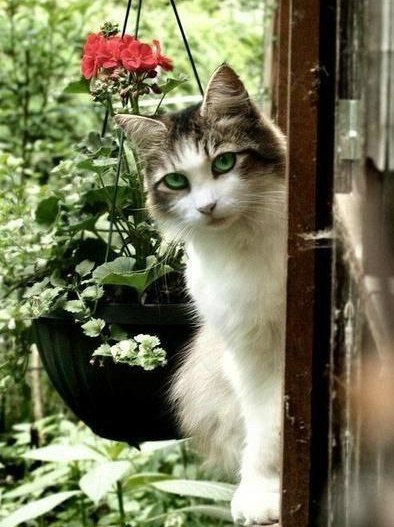 Коты из сети