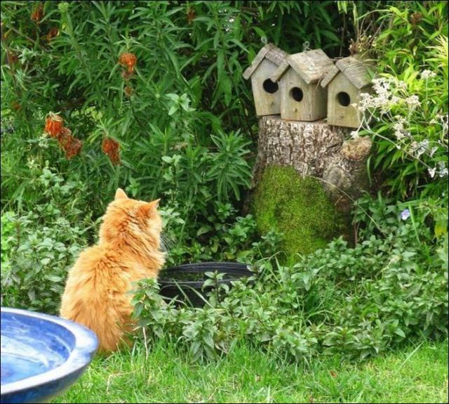 Коты из сети