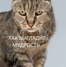 Самый старый кот в мире готовится отметить 31-й день рождения.