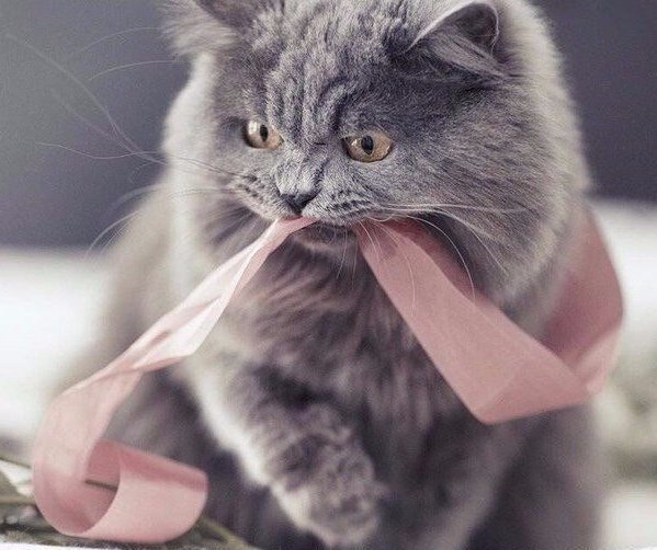 Коты из сети