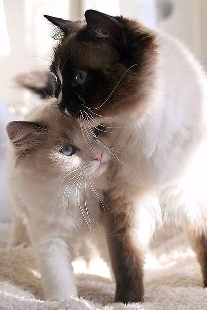Коты и Кошки