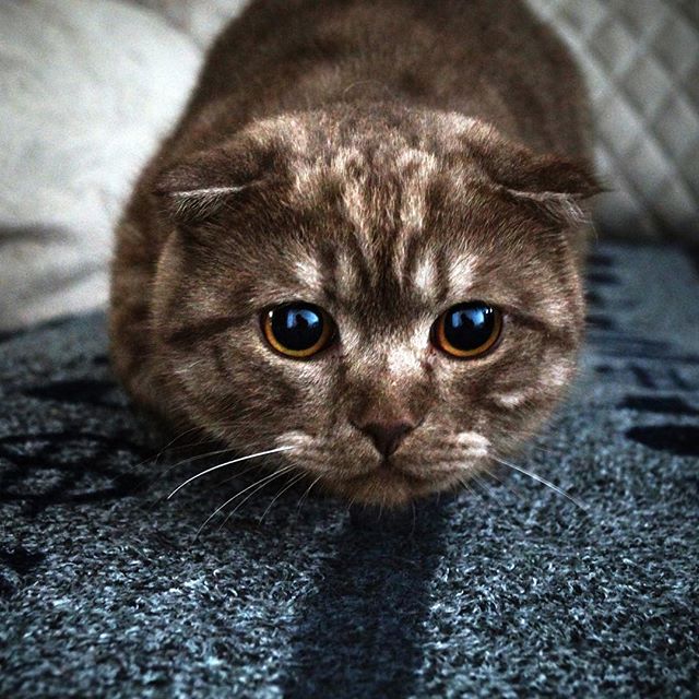 Коты и Кошки