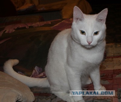 "Я не один приеду, кстати"