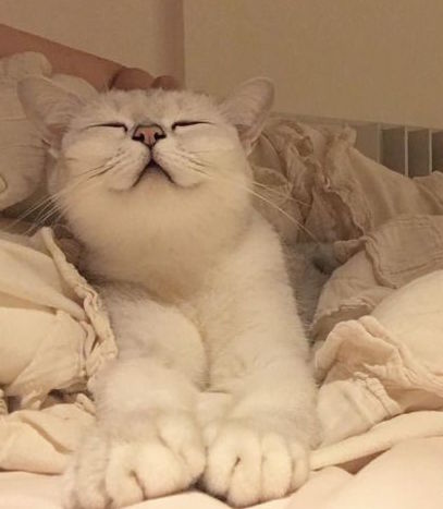 Коты и Кошки