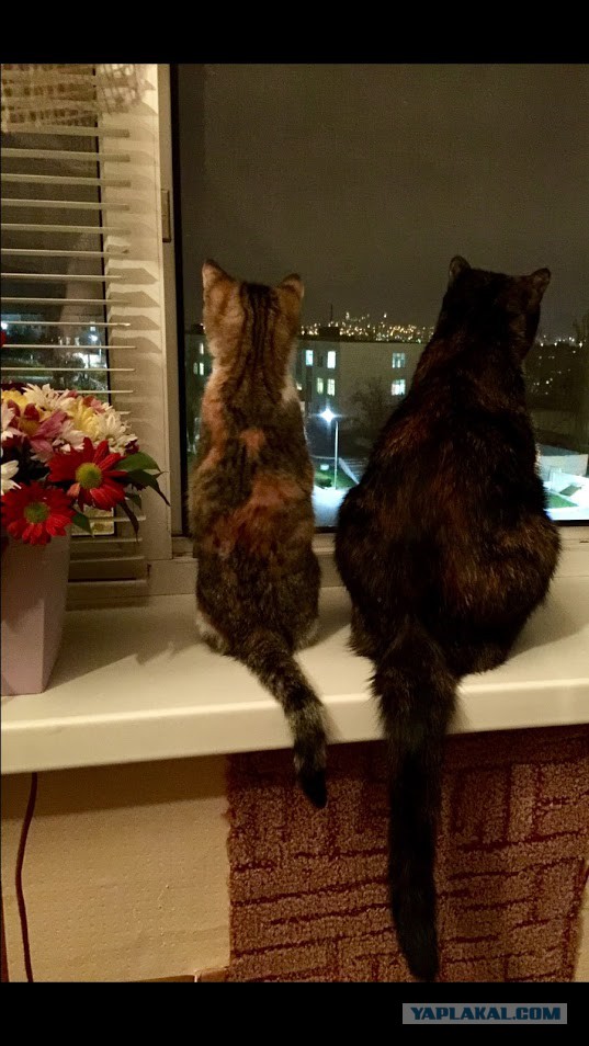 Котовторник  05.12.2017