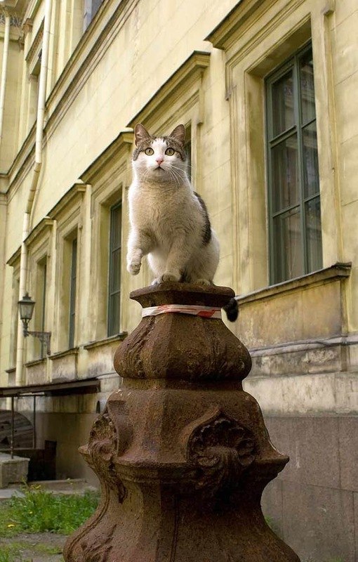 Фотобомбы котов