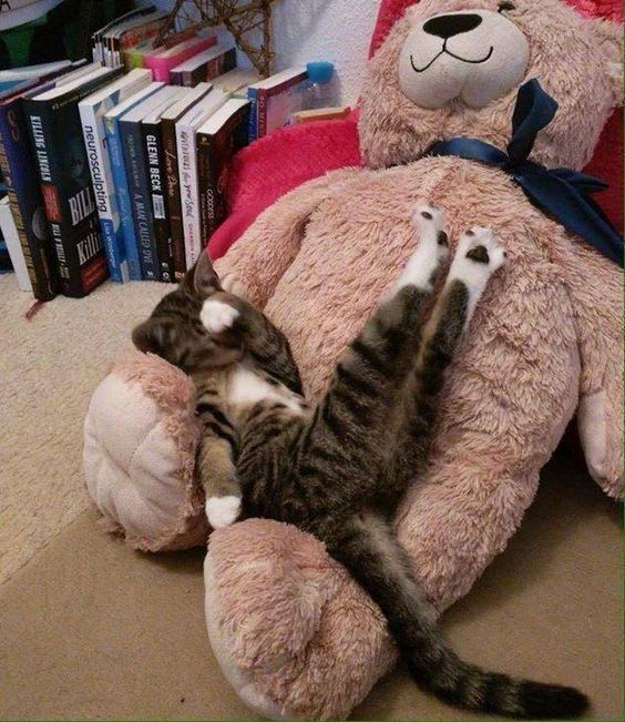 Кот без прикрас