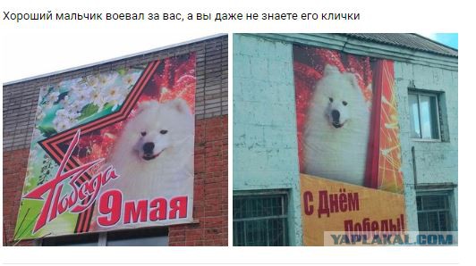 Собака — друг человека, а чиновники нет. И пусть только попробуют снять плакат!