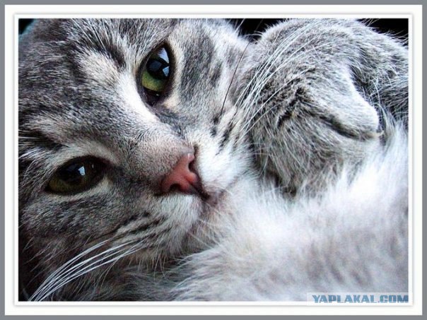 Котовторник на ЯПлакалъ (15.07.2008)