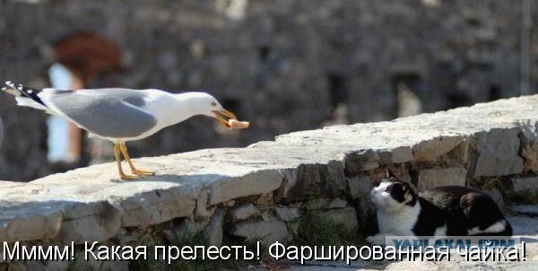 Котовторнику Да (09.12.08)