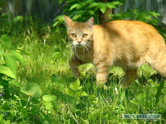 Котовторник (начало в супермаркете!)