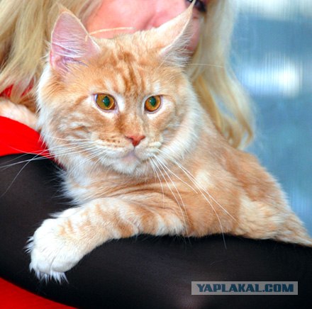 Международная выставка кошек 10-11 марта 2012 г.