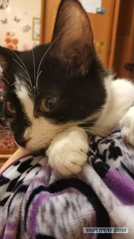 Котовторник 22.01.2019.