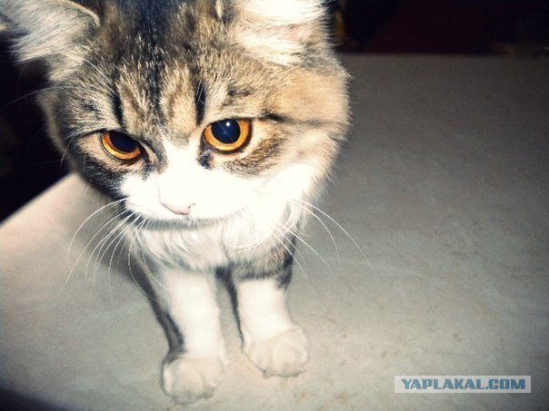 Котовторник 31.07.2012 г.