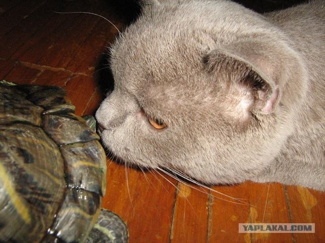 Котовторник  28.08.12