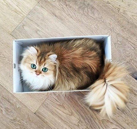 Забавные фото котеек