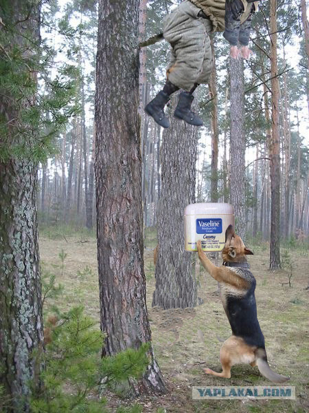 Фотожаба: Охотник и его верный пес