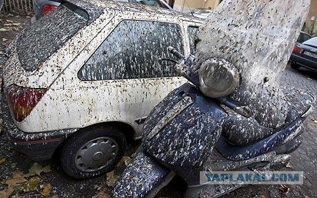 Орел против парапланериста