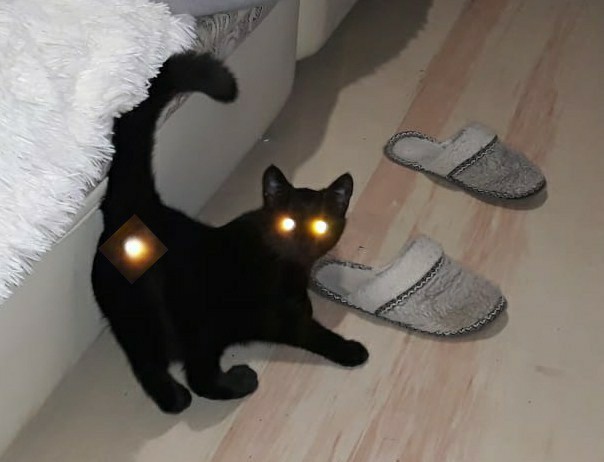 Вторник. Кото-вторник...