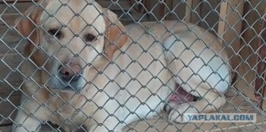 После резонансного видео в Якутске активизировались догхантеры.  Зоозащитники просят откликнуться свидетелей