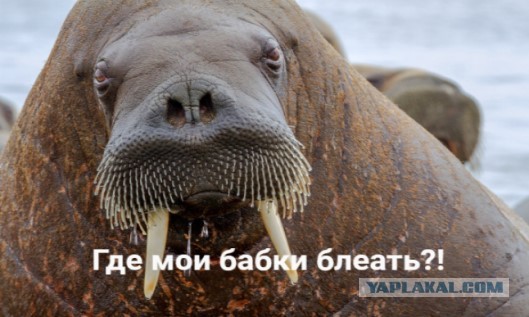 Вахтовик убил голыми руками неверную жену и выбросил ее тело в мусорный бак