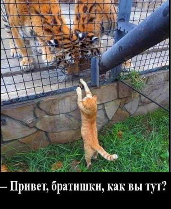 Так себе картинки 25.12.22
