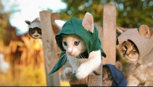 Коты-самураи