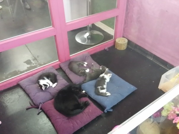 Музей Кота. Минск