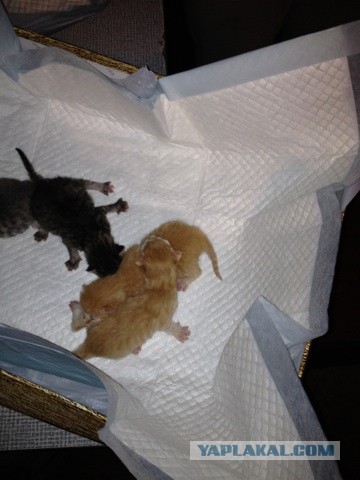 Им уже 6 часов